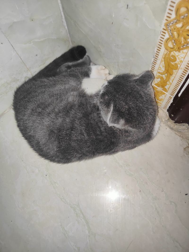 英短蓝猫