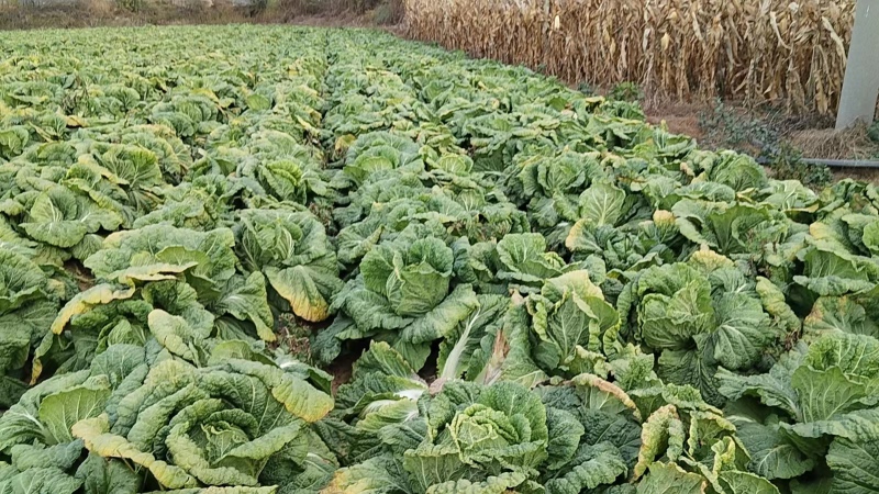 黄心白菜种植基地航拍图