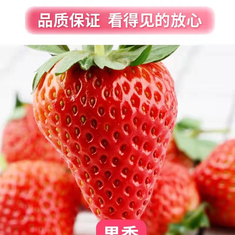 《宁玉草莓》徐州宁玉草莓支持代发社区团购电商市场批发
