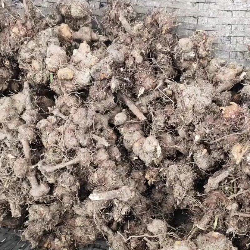中药材金荞麦有需要的联系我