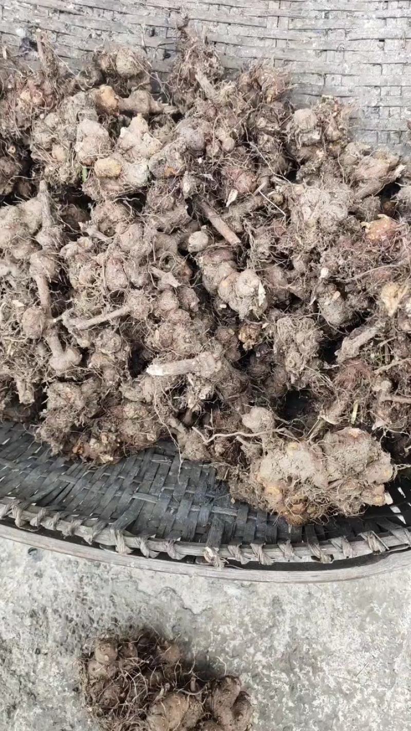 中药材金荞麦有需要的联系我