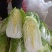 精品白菜，黄心白菜，货源充足，代发全国，诚信第一