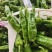 河南鲜辣椒苏椒夏邑辣椒大量上市规格齐全价格便宜