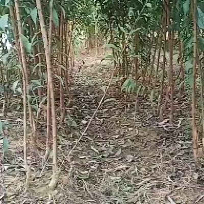 六马蜂糖李苗基地货源可以签合同包真