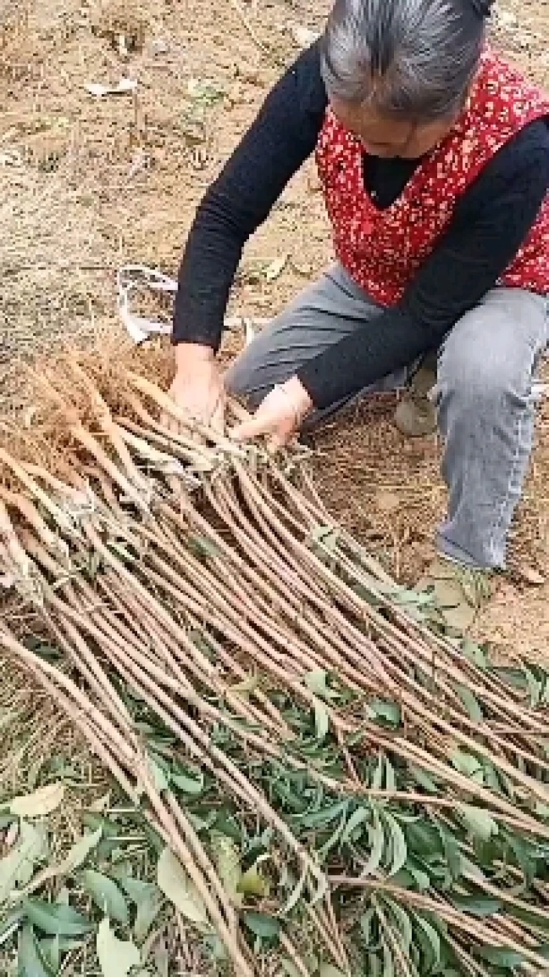 六马蜂糖李苗基地货源可以签合同包真