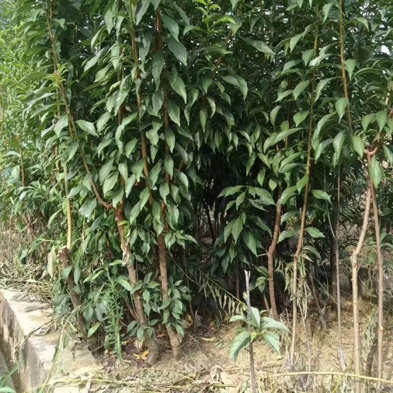 六马蜂糖李苗基地货源可以签合同包真