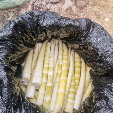 云南刺竹笋，天然野生