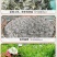 张家界莓茶成叶茶