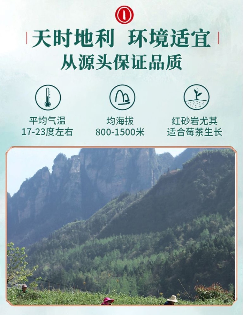 张家界莓茶成叶茶