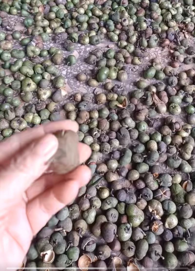 茶叶籽，可做种子，可榨油，