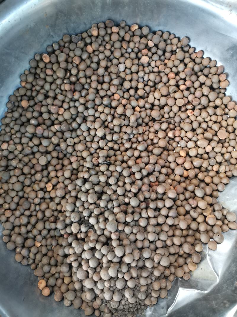 茶叶籽，可做种子，可榨油，