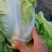 开封通许夏阳白菜大量现货净菜毛菜上车提供包装