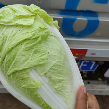 开封通许夏阳白菜大量现货净菜毛菜上车提供包装