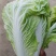 开封通许夏阳白菜大量现货净菜毛菜上车提供包装