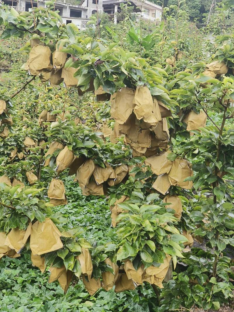 金果梨