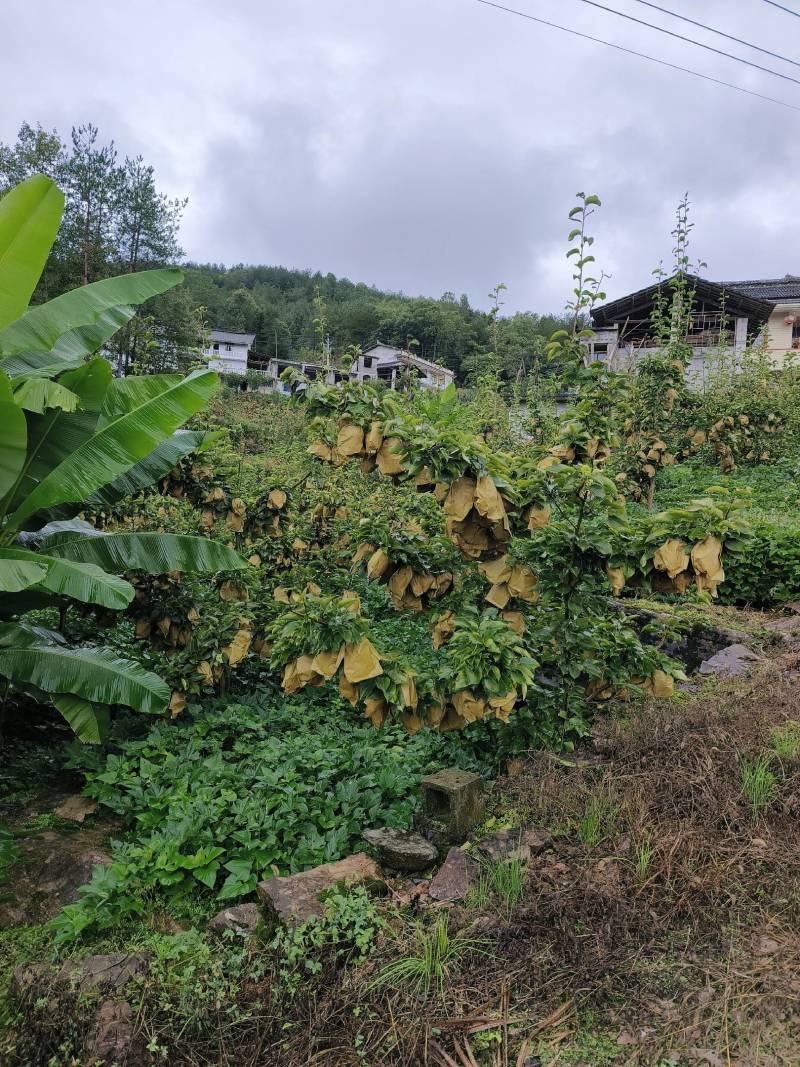 金果梨