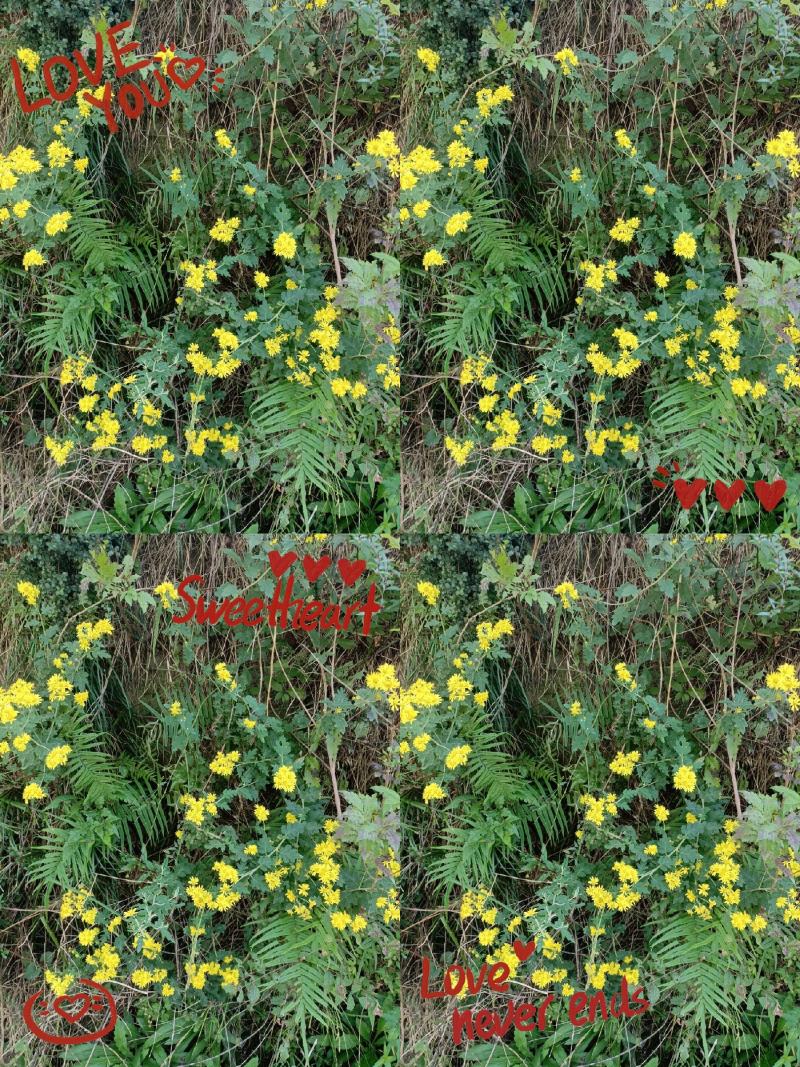 野菊花