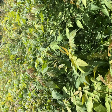 一年生栾树苗