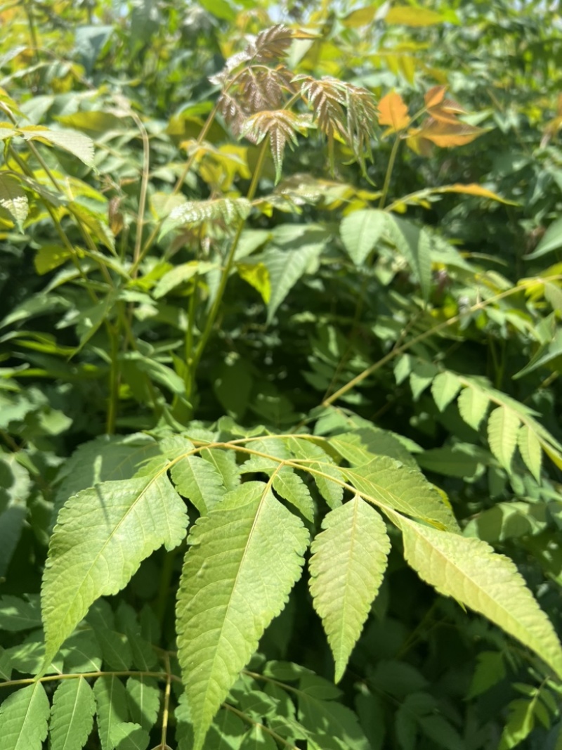 一年生栾树苗