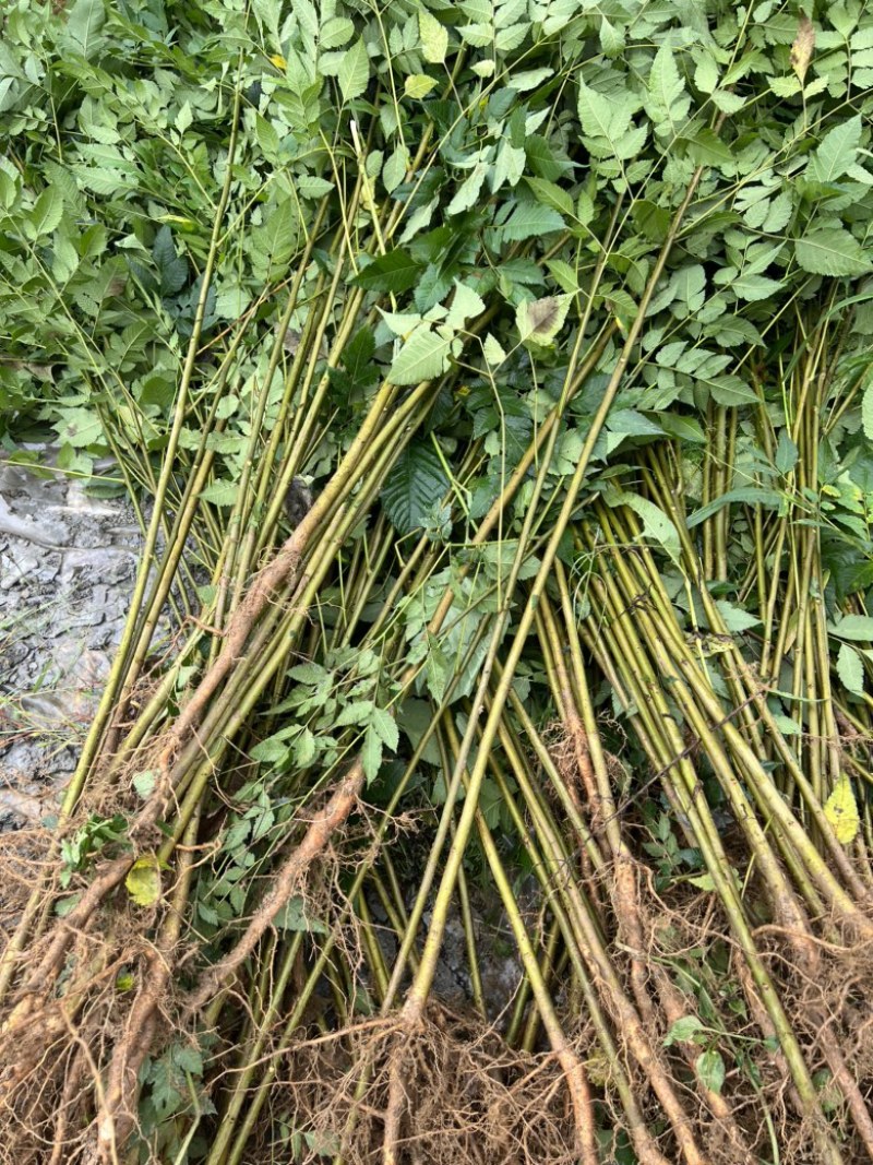 一年生栾树苗