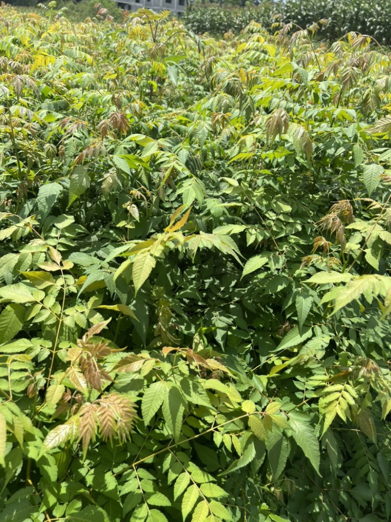 一年生栾树苗