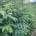 一年生栾树苗