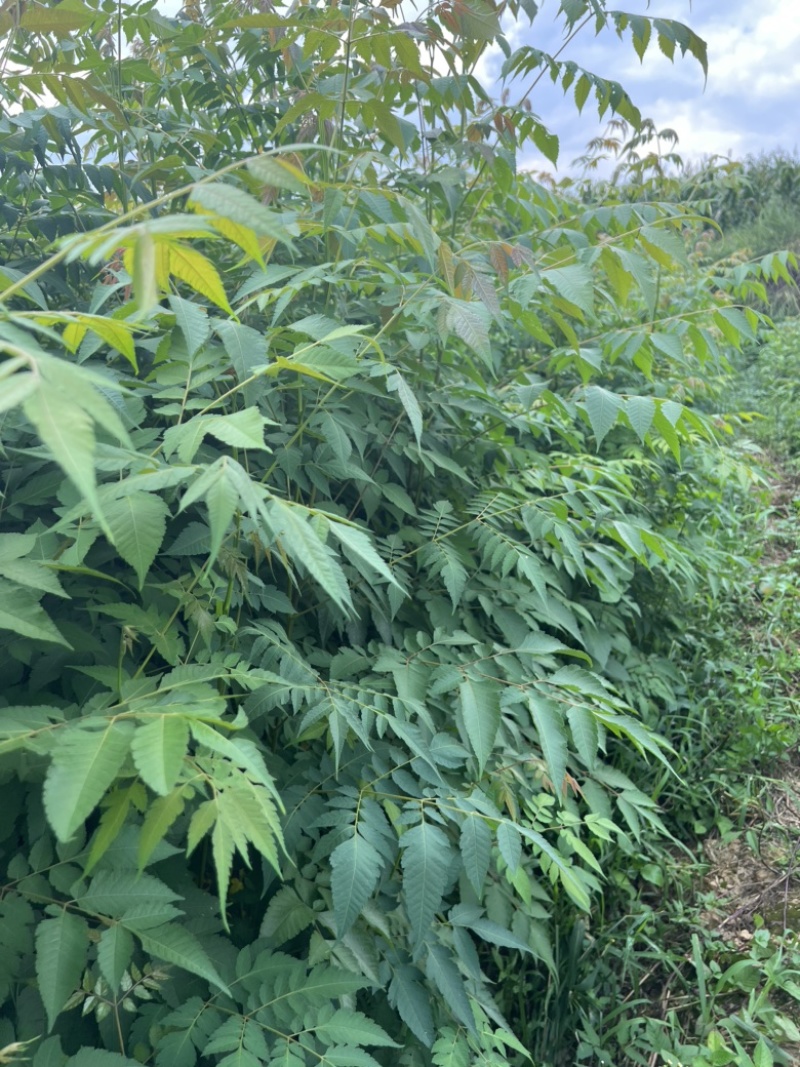 一年生栾树苗