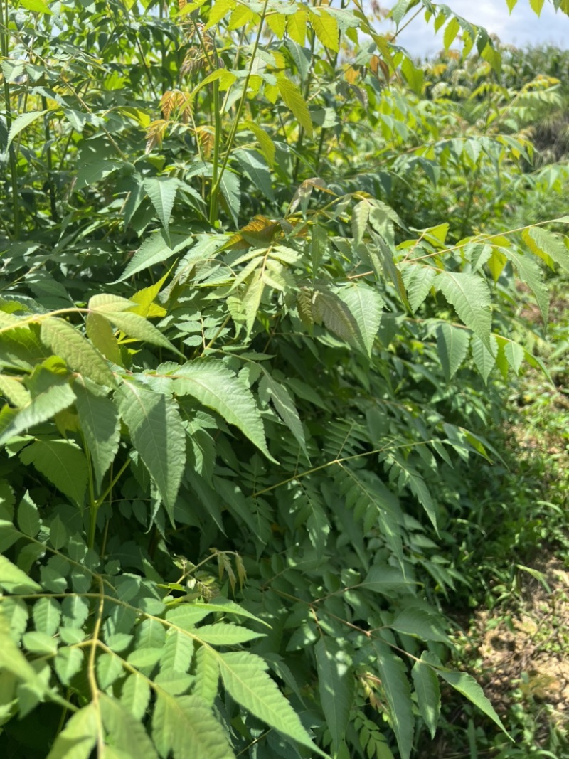 一年生栾树苗