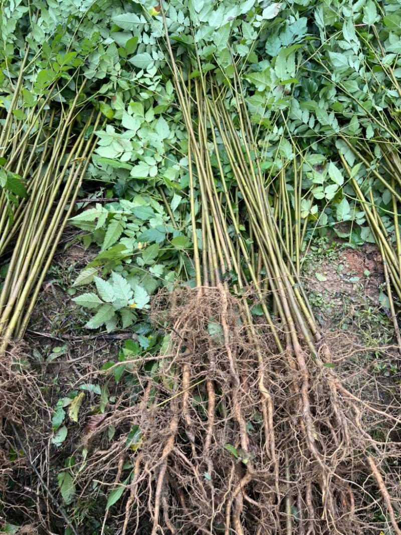 一年生栾树苗