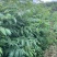 一年生栾树苗