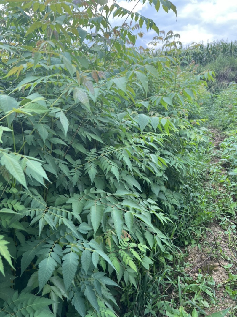 一年生栾树苗