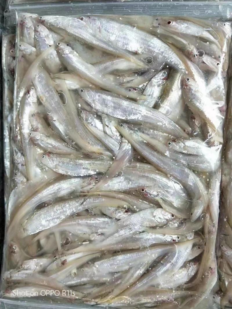 精品毛刀鱼，大量供应，可以做小包装，欢迎大家合作