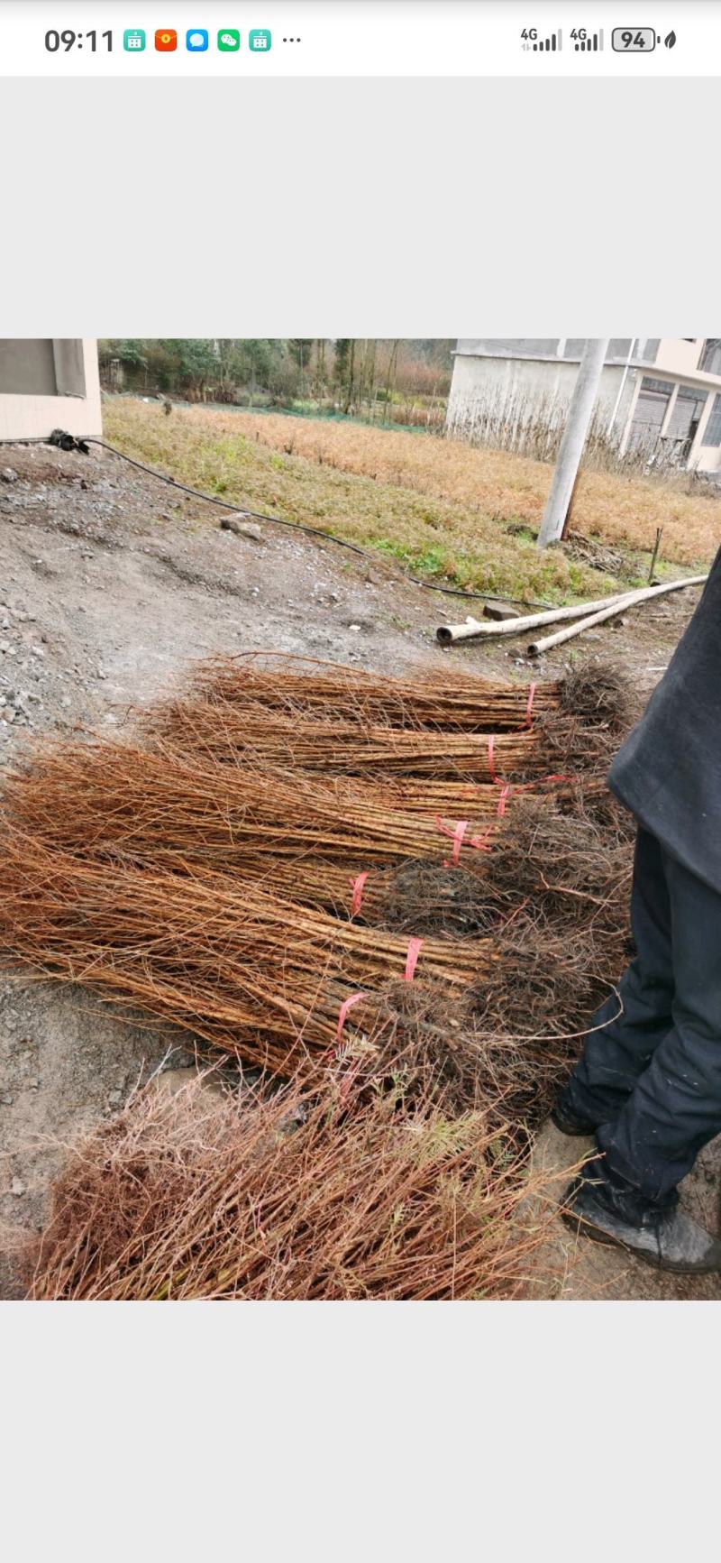 源头水杉苗木基地直销，100棵包邮，70-80公分。