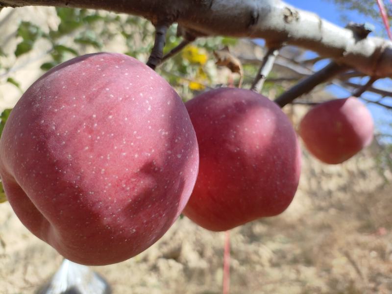 苹果陕西山地苹果库存充足量大从优一件代发欢迎选购