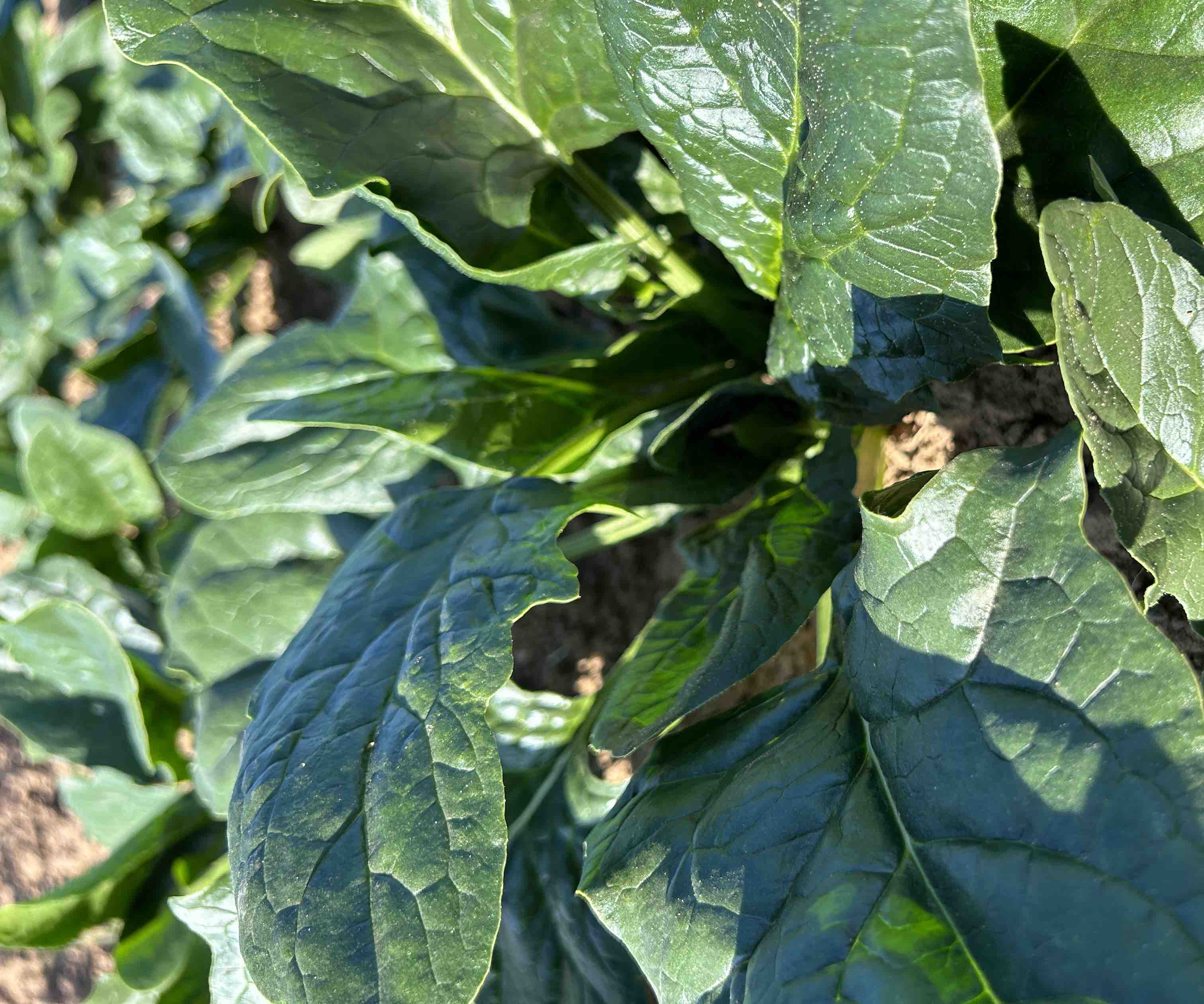 菠菜与油菜品种对比图