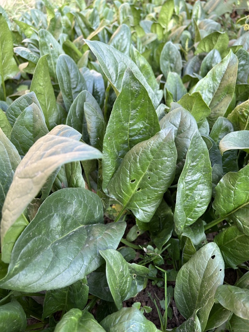 黑将军菠菜大量出货中，红根圆叶，可扎捆，可装袋子