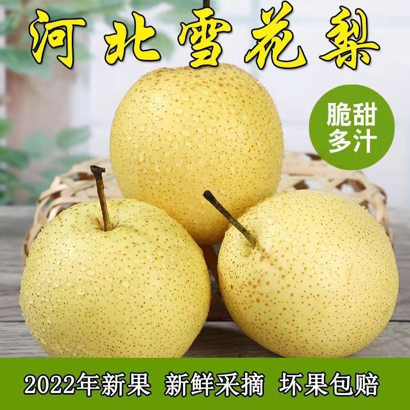 正宗雪梨河北雪花梨梨子批发10斤冰糖雪梨新鲜水果当季水果