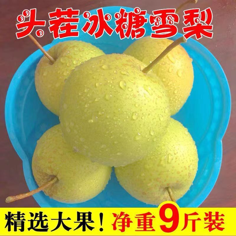 正宗雪梨河北雪花梨梨子批发10斤冰糖雪梨新鲜水果当季水果