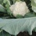 花菜白花菜