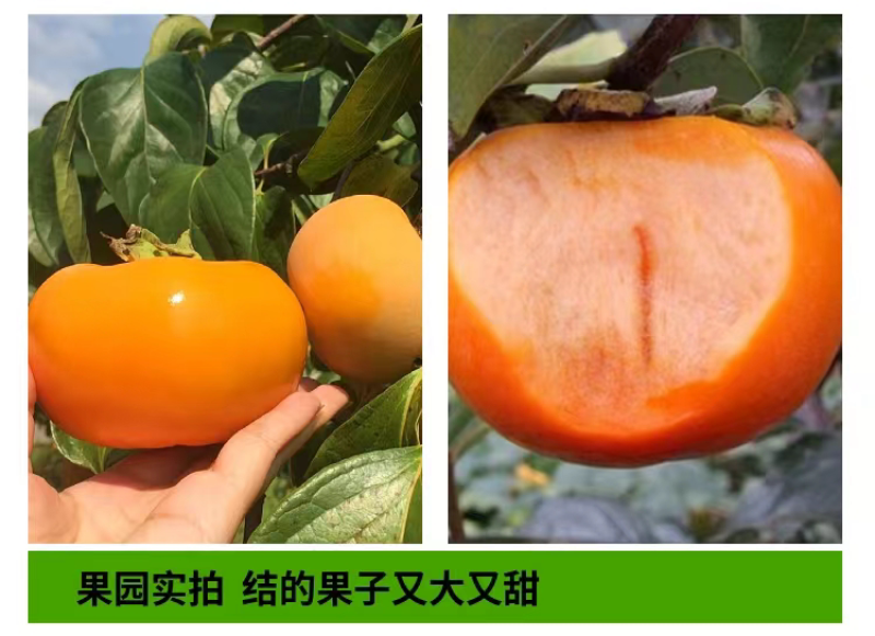 阳丰甜脆无核柿子苗