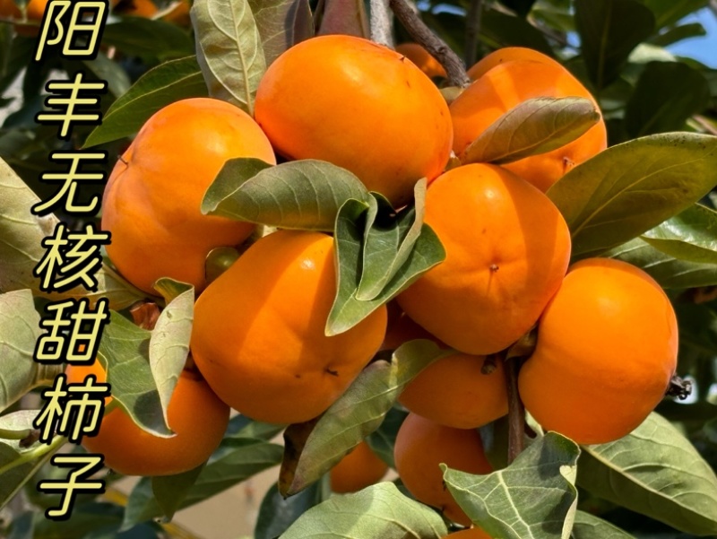 阳丰甜脆无核柿子苗