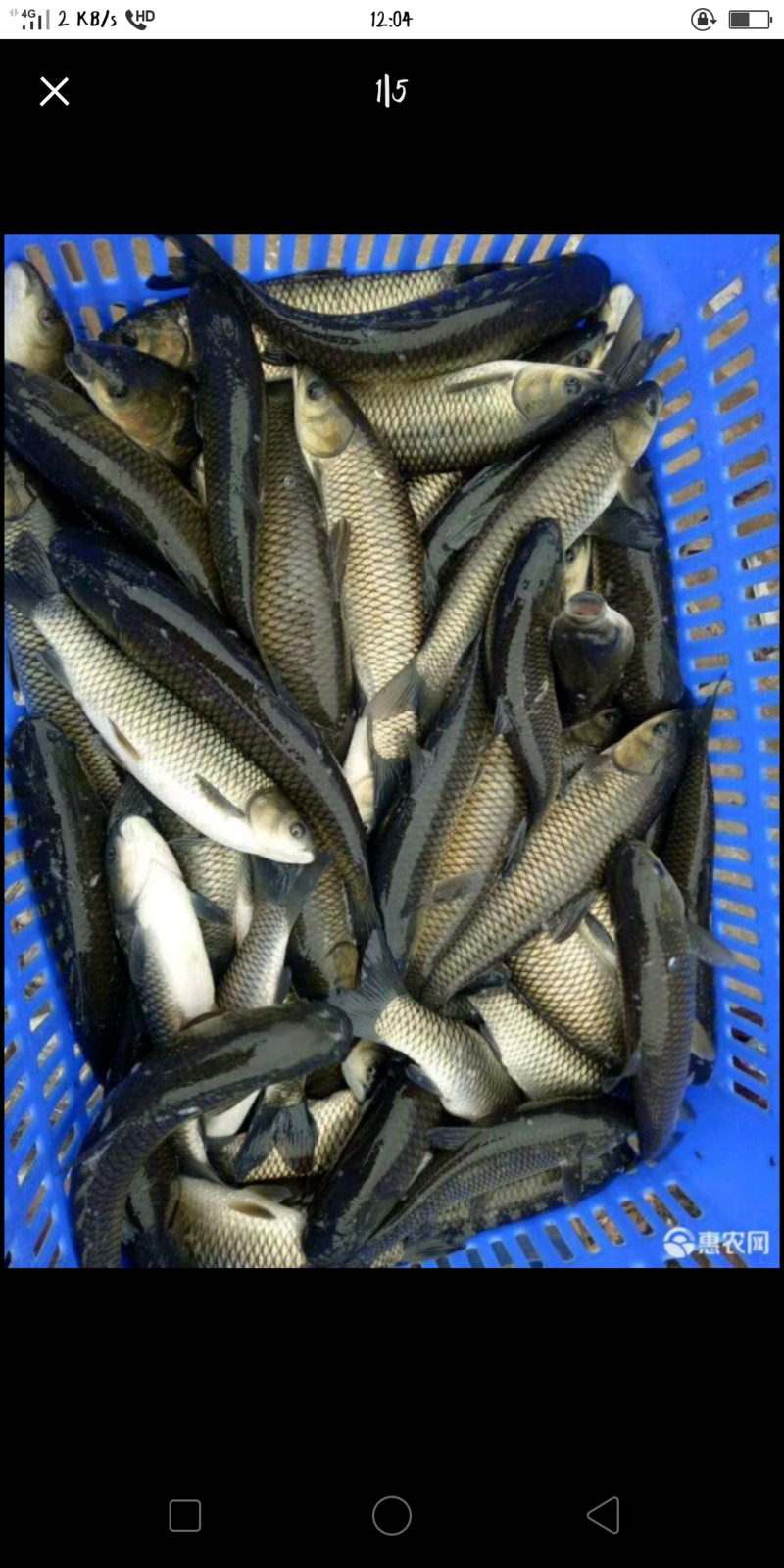 草鱼苗长期出售各类鱼苗淡水养殖云贵川送货上门诚信经营