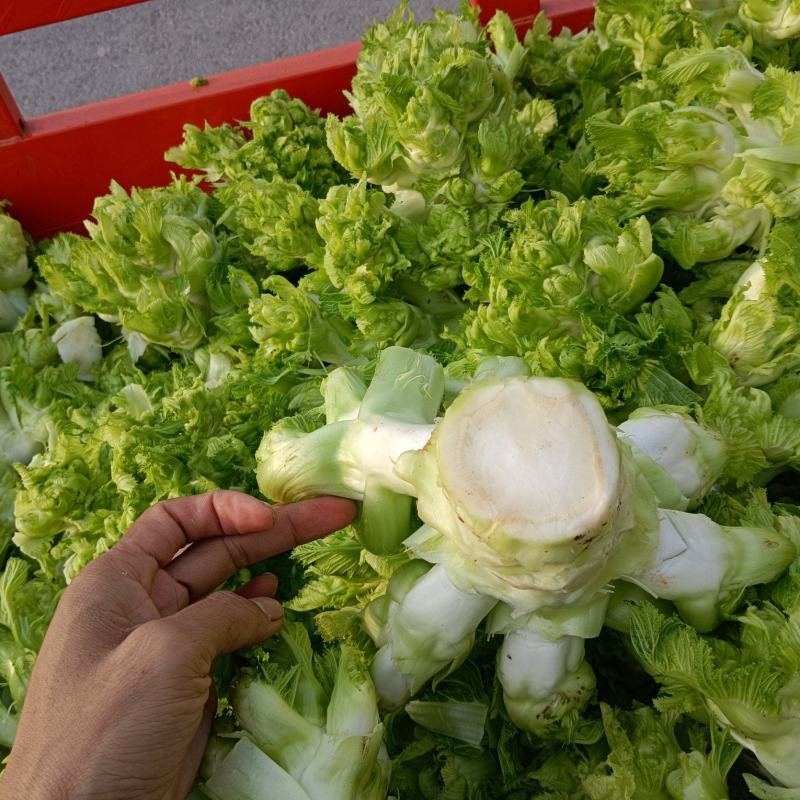 儿菜，精品儿菜