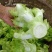 儿菜，精品儿菜
