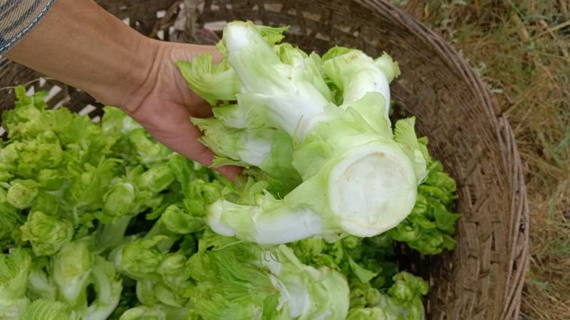 儿菜，精品儿菜