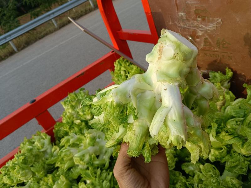 儿菜，精品儿菜