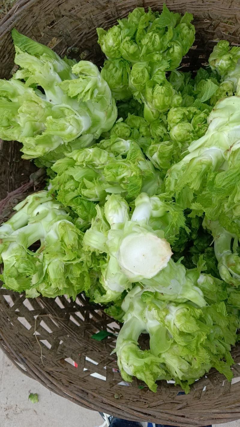 儿菜，精品儿菜