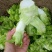 儿菜，精品儿菜