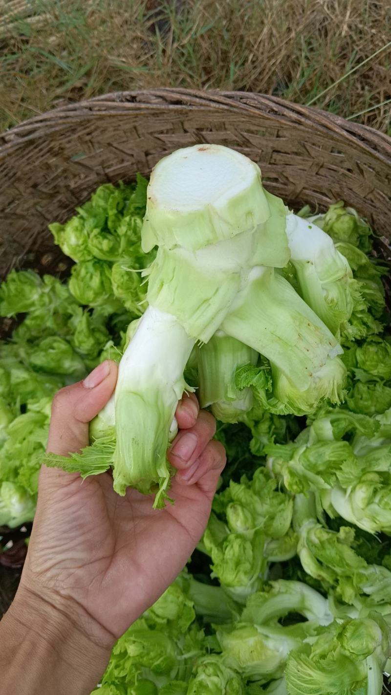 儿菜，精品儿菜
