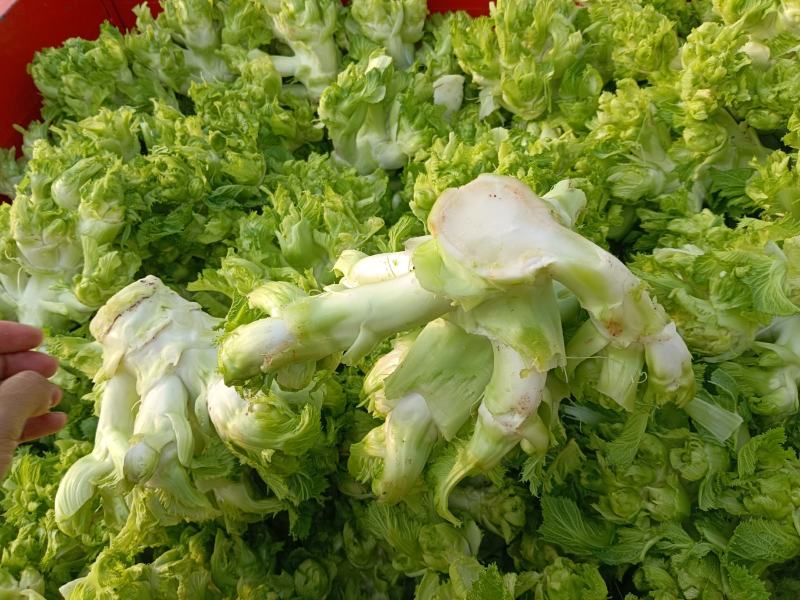 儿菜，精品儿菜